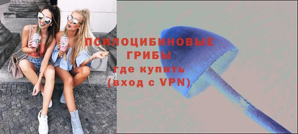 прущие грибы Каменск-Шахтинский
